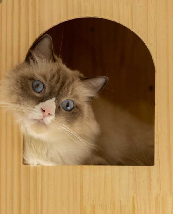 Singapore AVS-licensed cat hotel FAQ