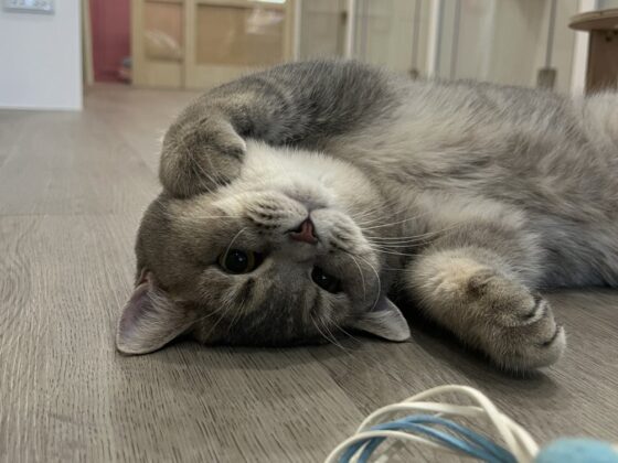 Kitnap-Cat