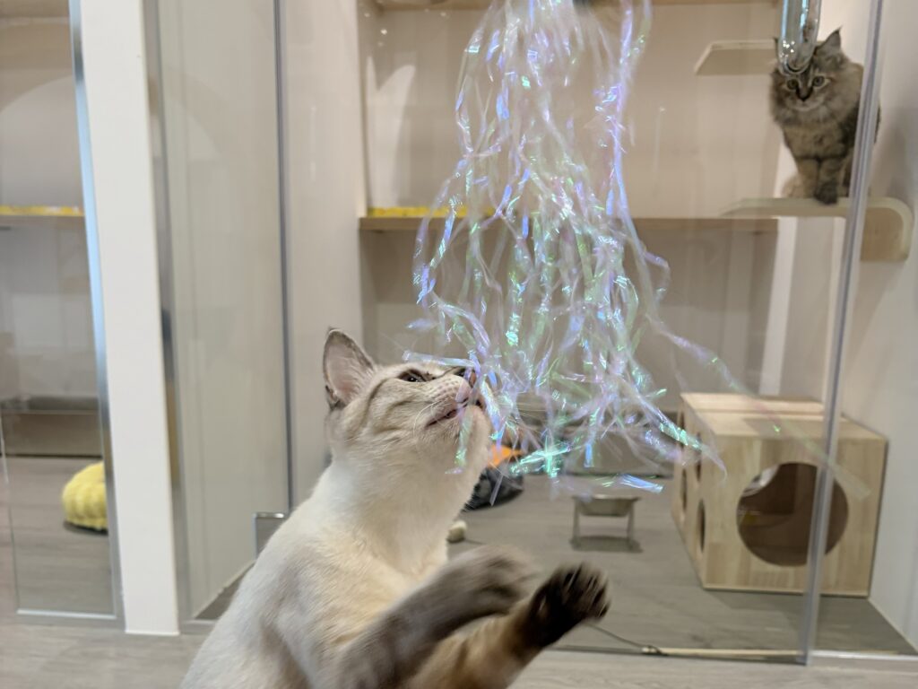 A Day in the Life: Cat Boarding Enrichment Activities and Daily Routines