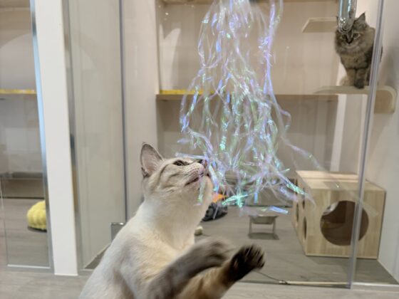 A Day in the Life: Cat Boarding Enrichment Activities and Daily Routines