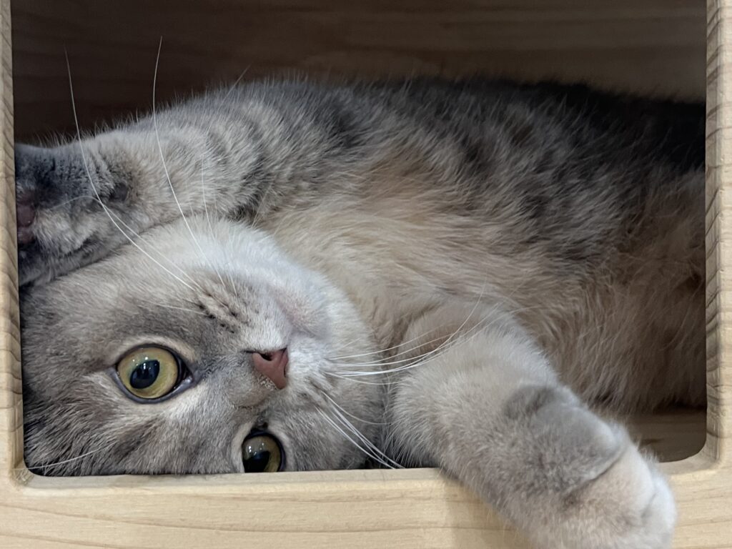 Signs Your Cat is Happy at Boarding