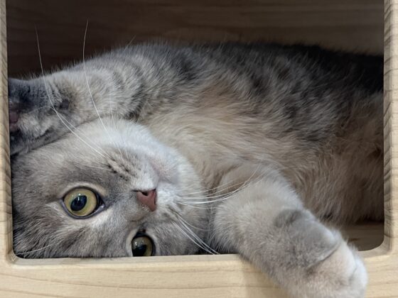 Signs Your Cat is Happy at Boarding