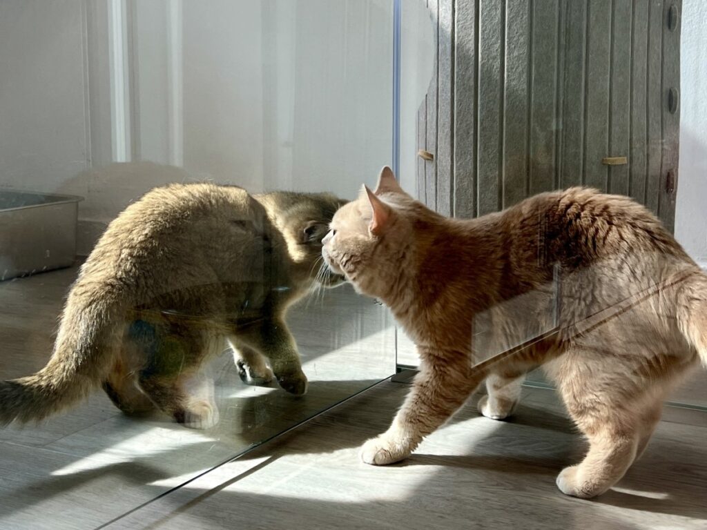 Cat Behavior After Boarding: A Guide to a Peaceful Homecoming