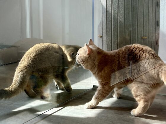 Cat Behavior After Boarding: A Guide to a Peaceful Homecoming