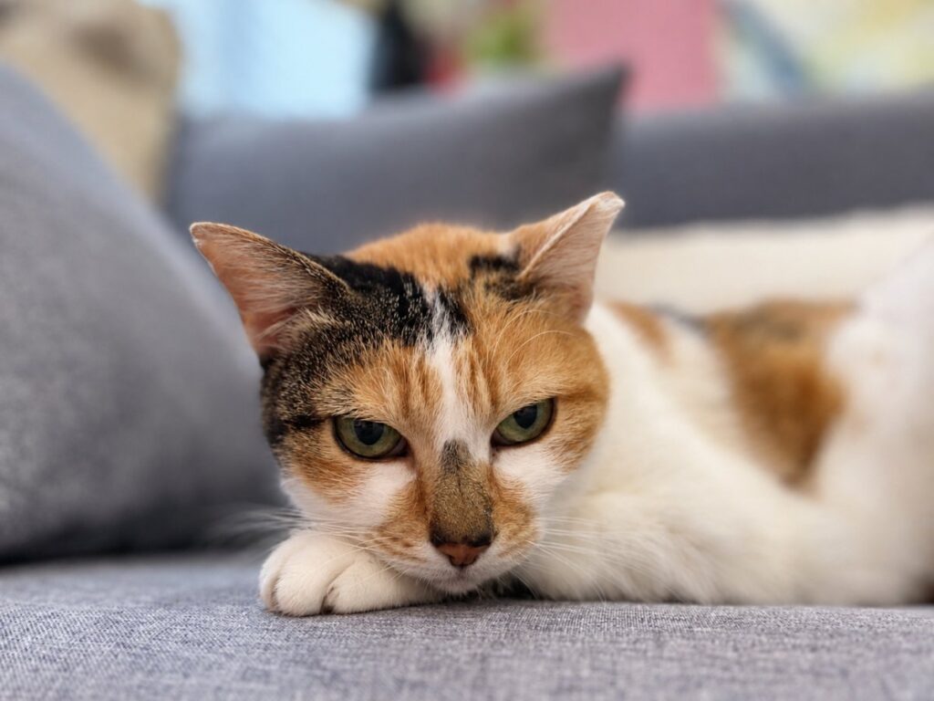 Senior Cat Boarding in Singapore: Gentle Care Guide